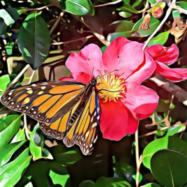 Monarch Butterfly Wall Art – picture only