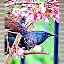 Tūī in Pink Blossoms on Stone Outdoor Wall Art