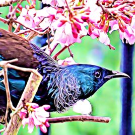 Tūī in Pink Blossoms Wall Art – picture only