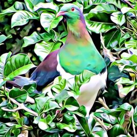 Kererū Wall Art – picture only