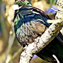Tūī (2) Wall Art – picture only