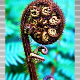 Koru on Silver Outdoor Wall Art