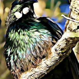 Tūī (1) Wall Art – picture only
