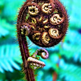 Koru Wall Art – picture only