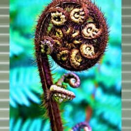 Koru on Mist Green Outdoor Wall Art