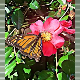 Monarch Butterfly on Mist Green Outdoor Wall Art