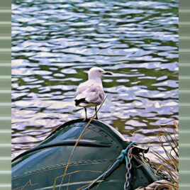Seagull on Mist Green Outdoor Wall Art