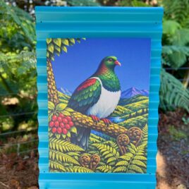 Kererū in Pūriri on Blue
